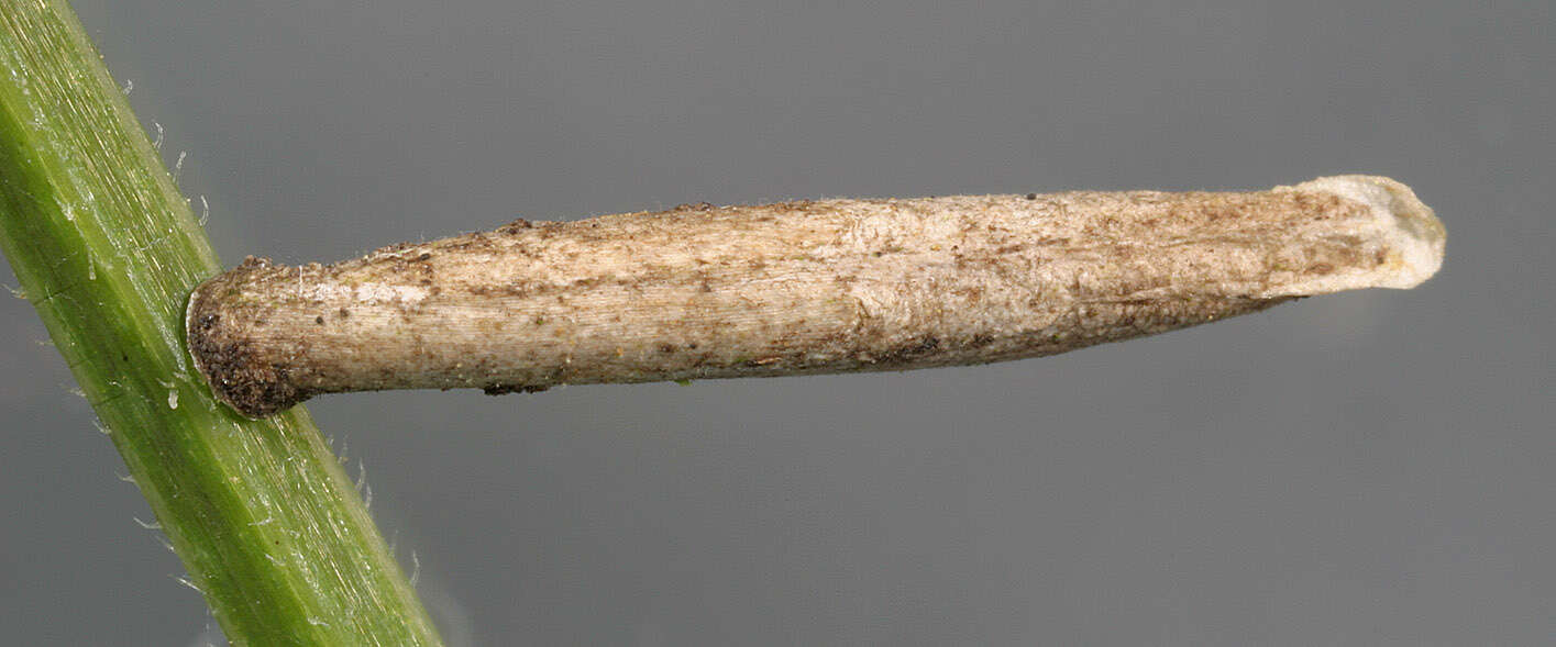 Imagem de Coleophora lithargyrinella Zeller 1849