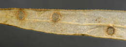 Image of Coleophora lithargyrinella Zeller 1849