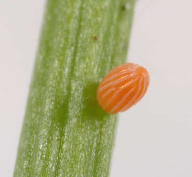 Image of orange tip
