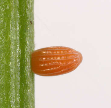 Image of orange tip