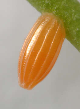 Image of orange tip