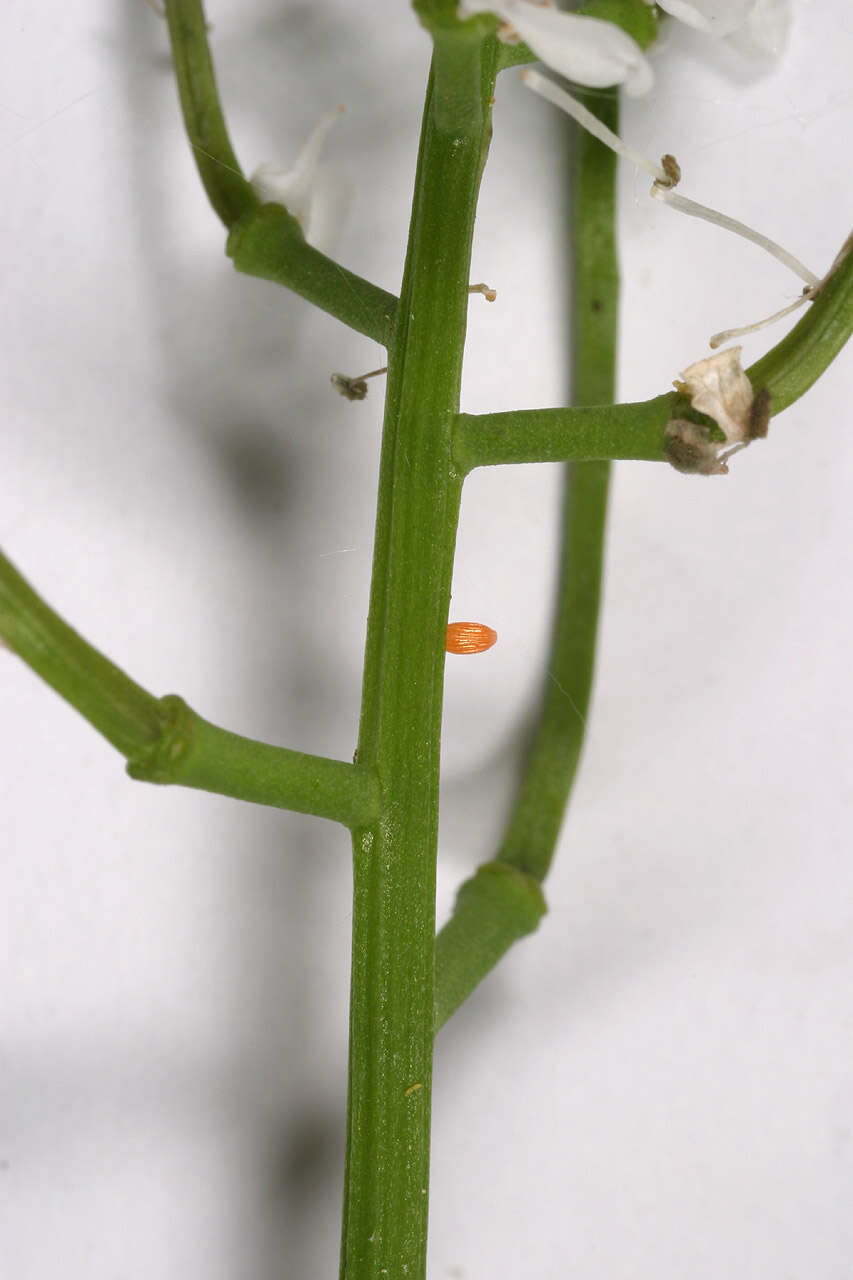 Image of orange tip