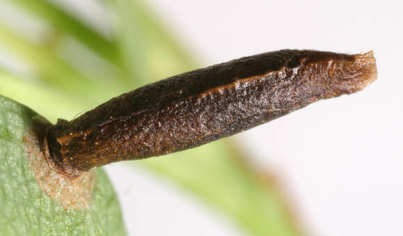 Image of Coleophora coracipennella Hübner