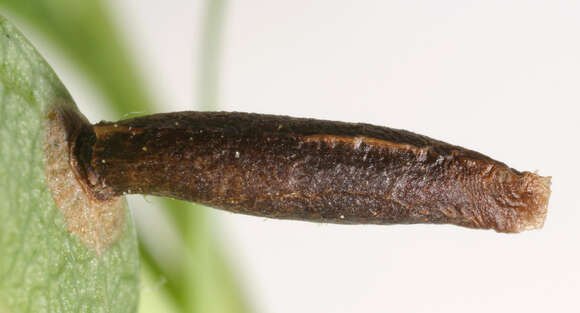 Image of Coleophora coracipennella Hübner