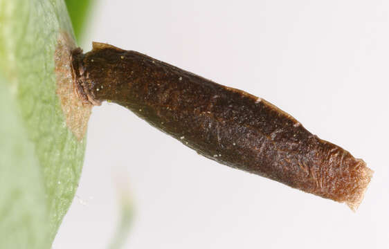 Image of Coleophora coracipennella Hübner