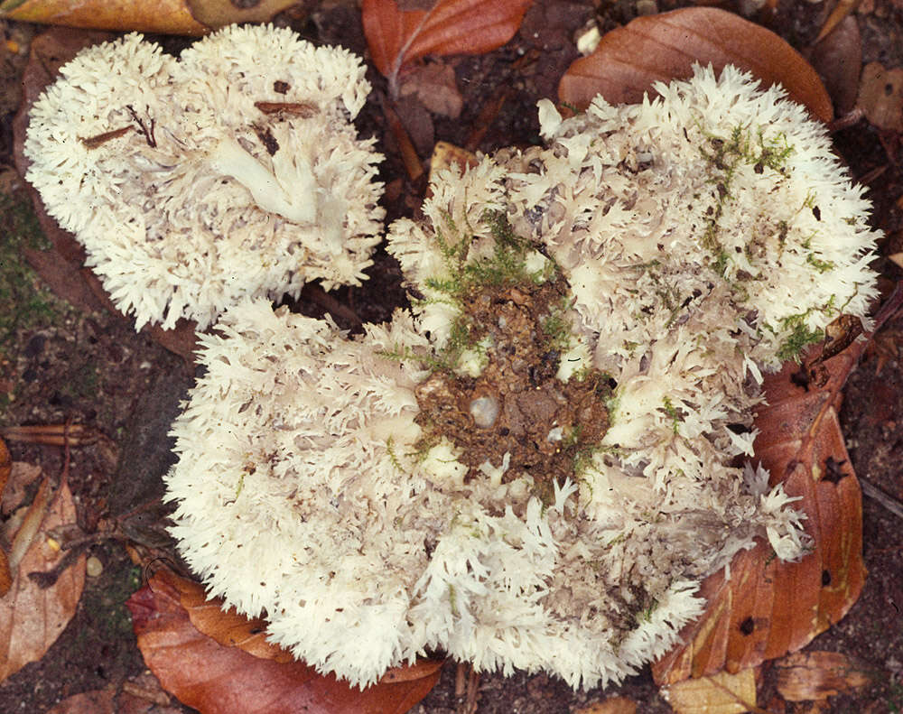 Image of Clavulina coralloides (L.) J. Schröt. 1888