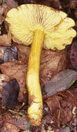 Image of Gas agaric