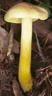 Image of Gas agaric