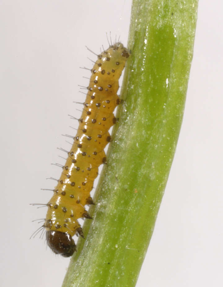 Image of orange tip