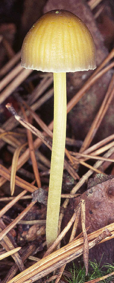 Image of Mycena epipterygia (Scop.) Gray 1821