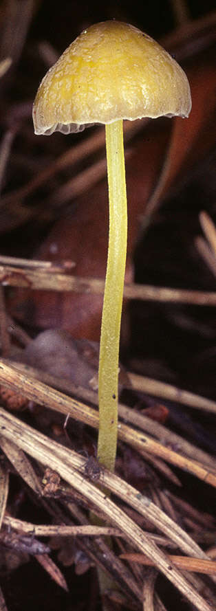 Image of Mycena epipterygia (Scop.) Gray 1821