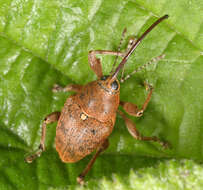 Curculio glandium Marsham 1802 resmi