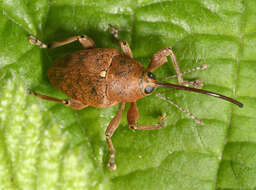 Curculio glandium Marsham 1802 resmi