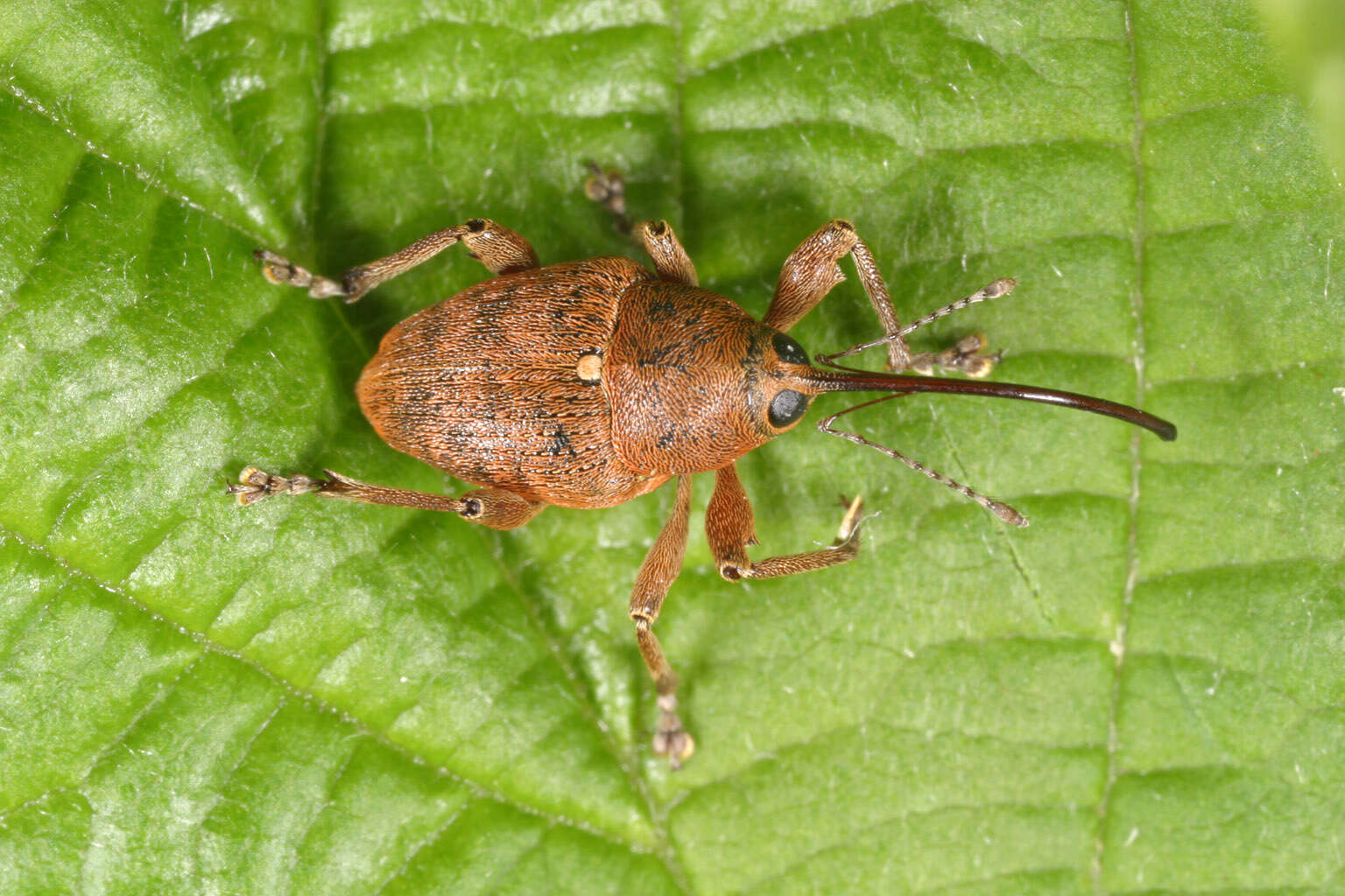 Curculio glandium Marsham 1802 resmi