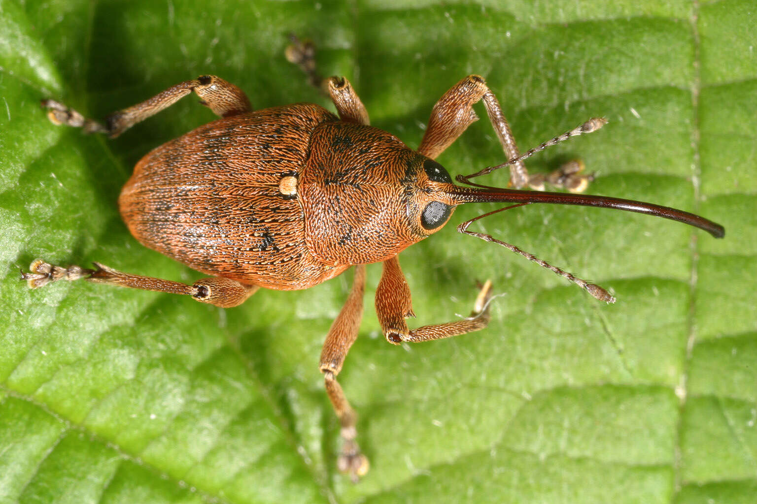 Curculio glandium Marsham 1802 resmi