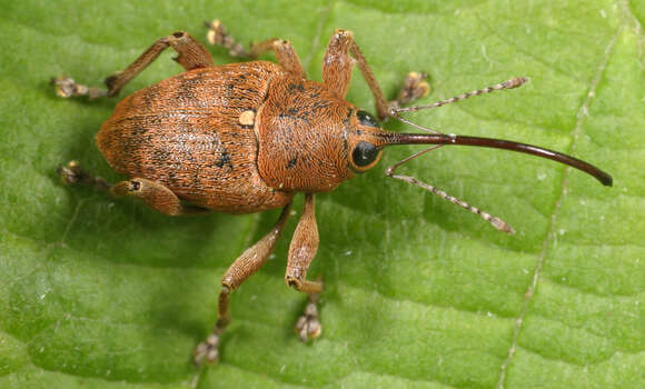 Curculio glandium Marsham 1802 resmi