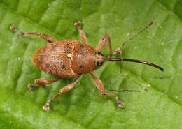 Curculio glandium Marsham 1802 resmi