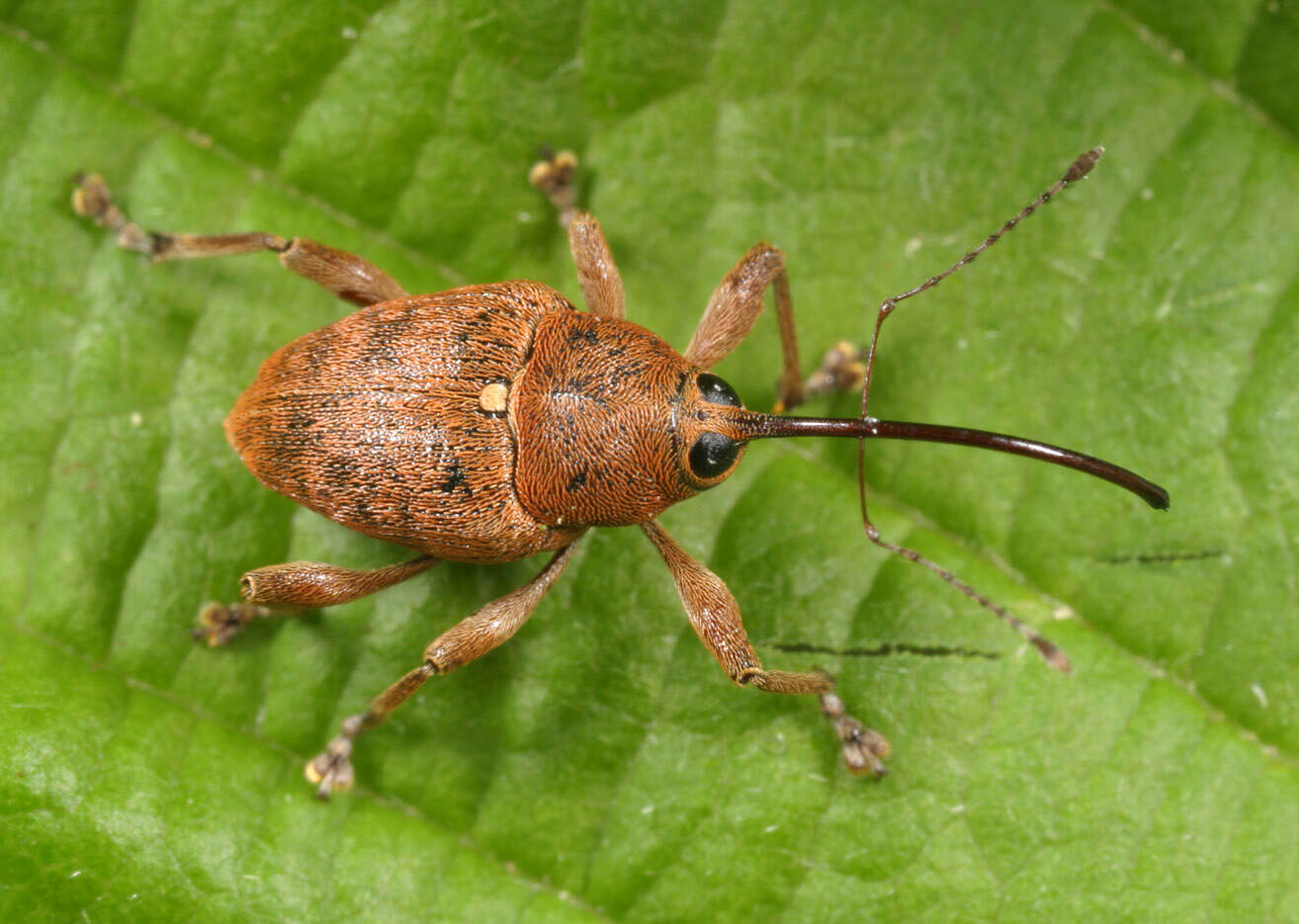 Curculio glandium Marsham 1802 resmi