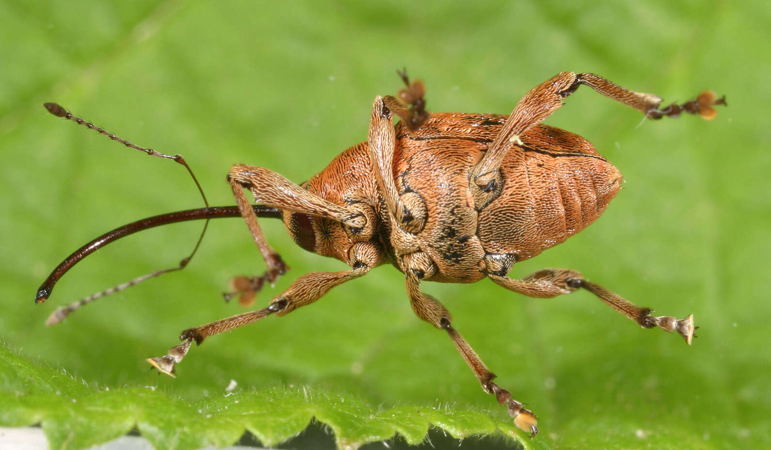 Curculio glandium Marsham 1802 resmi