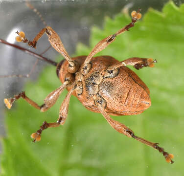 Image of Acorn weevil