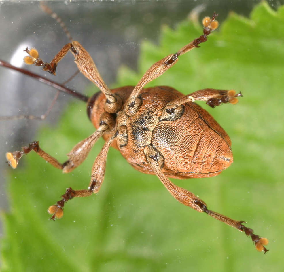 Curculio glandium Marsham 1802 resmi