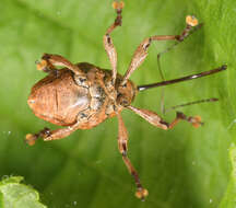 Curculio glandium Marsham 1802 resmi