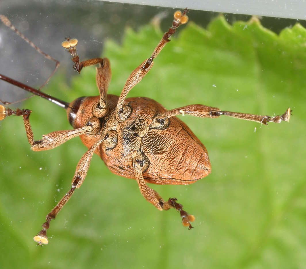 Curculio glandium Marsham 1802 resmi