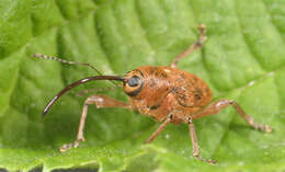 Curculio glandium Marsham 1802 resmi