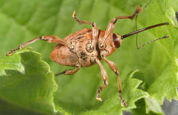 Curculio glandium Marsham 1802 resmi