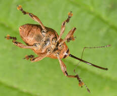 Curculio glandium Marsham 1802 resmi