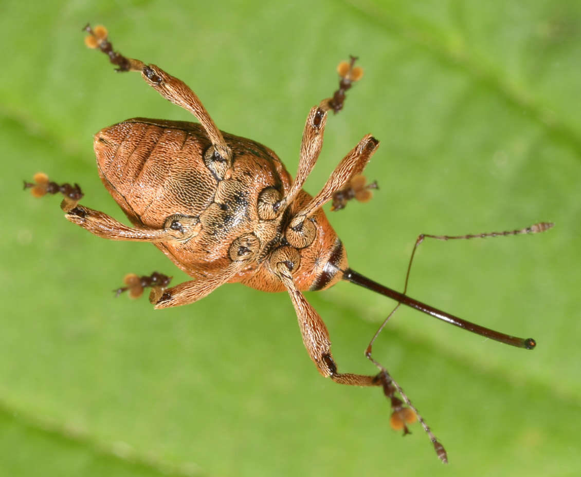 Curculio glandium Marsham 1802 resmi