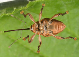 Curculio glandium Marsham 1802 resmi