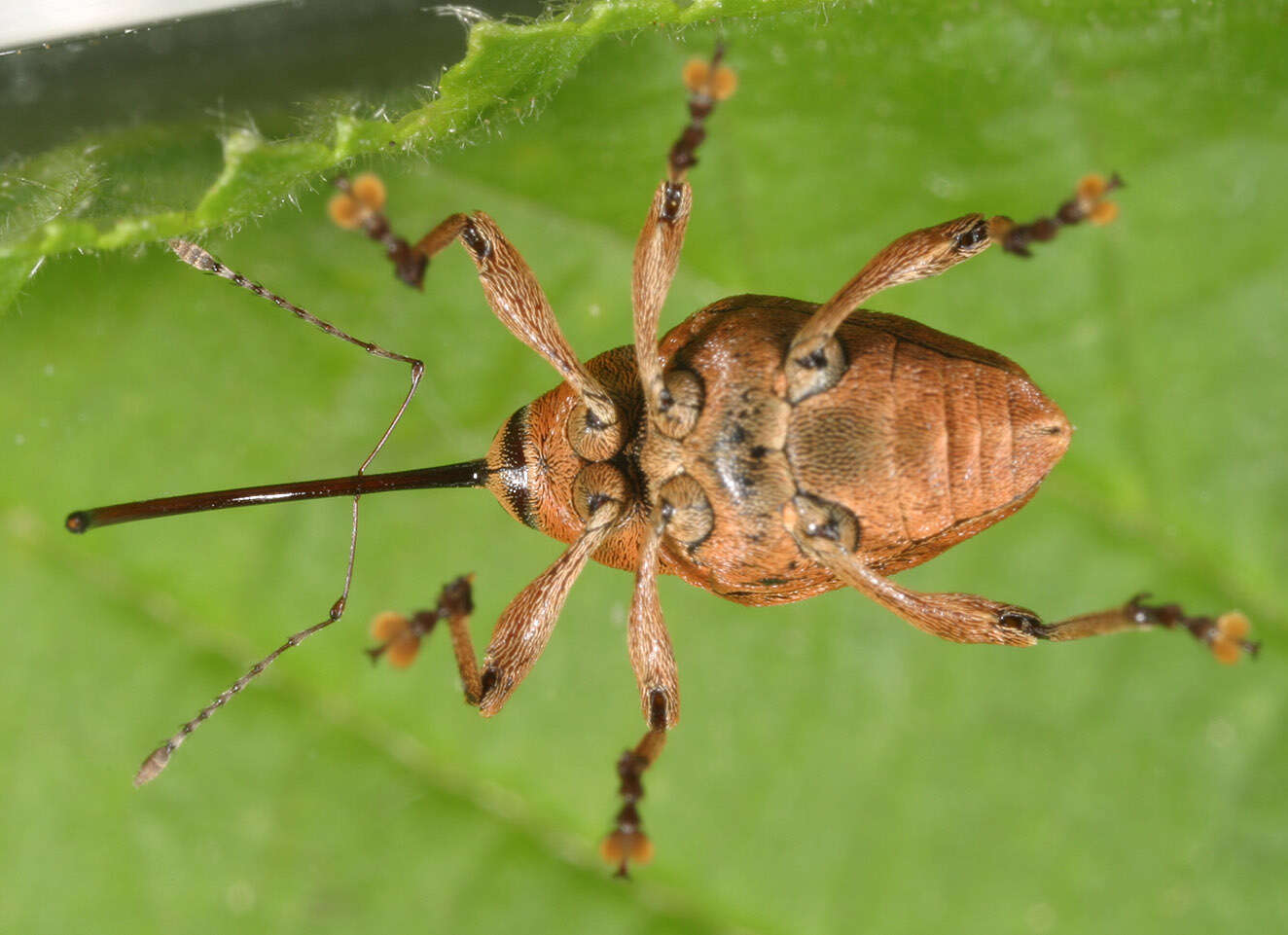 Image of Acorn weevil