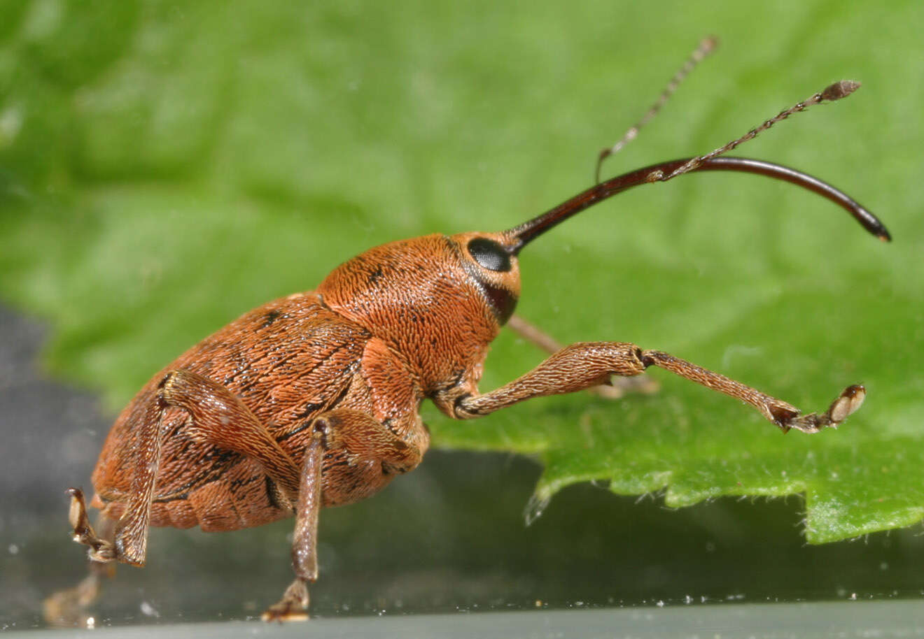 Curculio glandium Marsham 1802 resmi