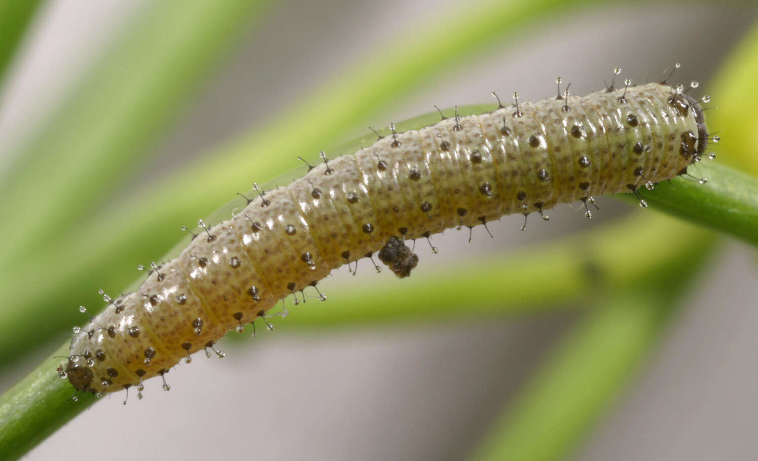 Image of orange tip