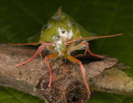 Pseudoips prasinana britannica Warren 1913的圖片