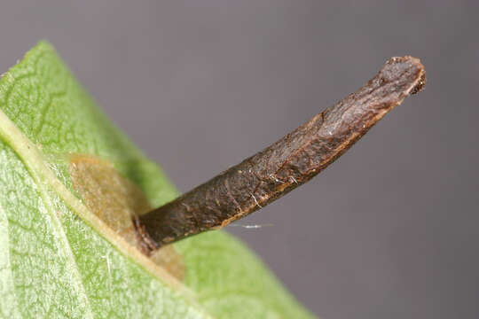 Image of grey fruit-tree case moth