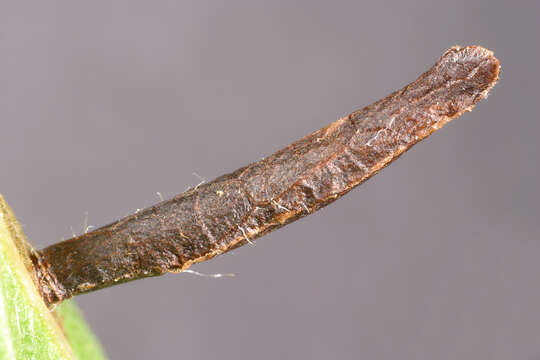 Image of grey fruit-tree case moth