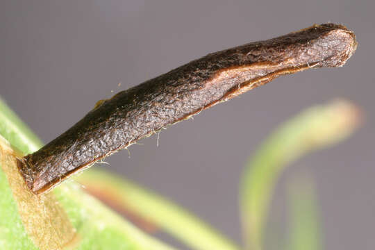 Image of grey fruit-tree case moth