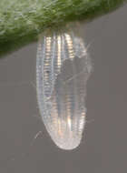 Image of orange tip