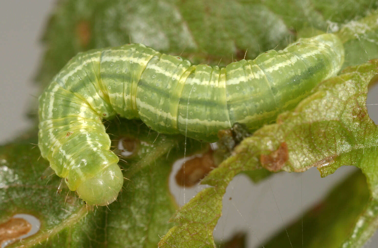 Image of winter moth