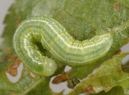 Image of winter moth