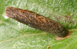 Image of Coleophora coracipennella Hübner