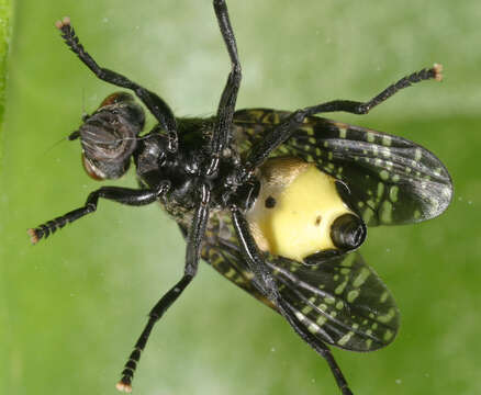 Image of Fly