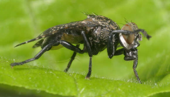 Image of Fly