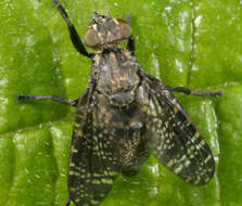 Image of Fly