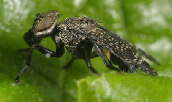 Image of Fly