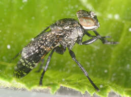 Image of Fly