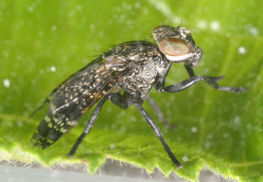 Image of Fly