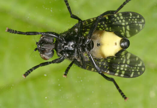 Image of Fly